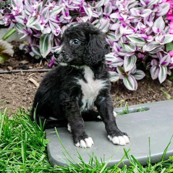 Dottie, Bernedoodle Puppy